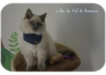 femelle blue colourpoint- 10 semaines - Chatterie Ragdolls du Val de Beauvoir